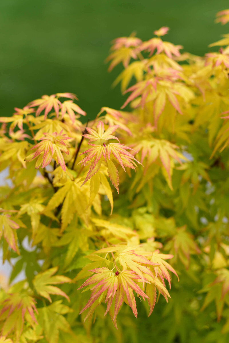 Acer palmatum Orange Dream