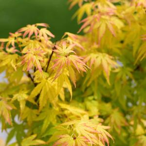 Acer palmatum Orange Dream