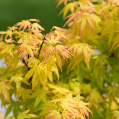 Acer palmatum Orange Dream