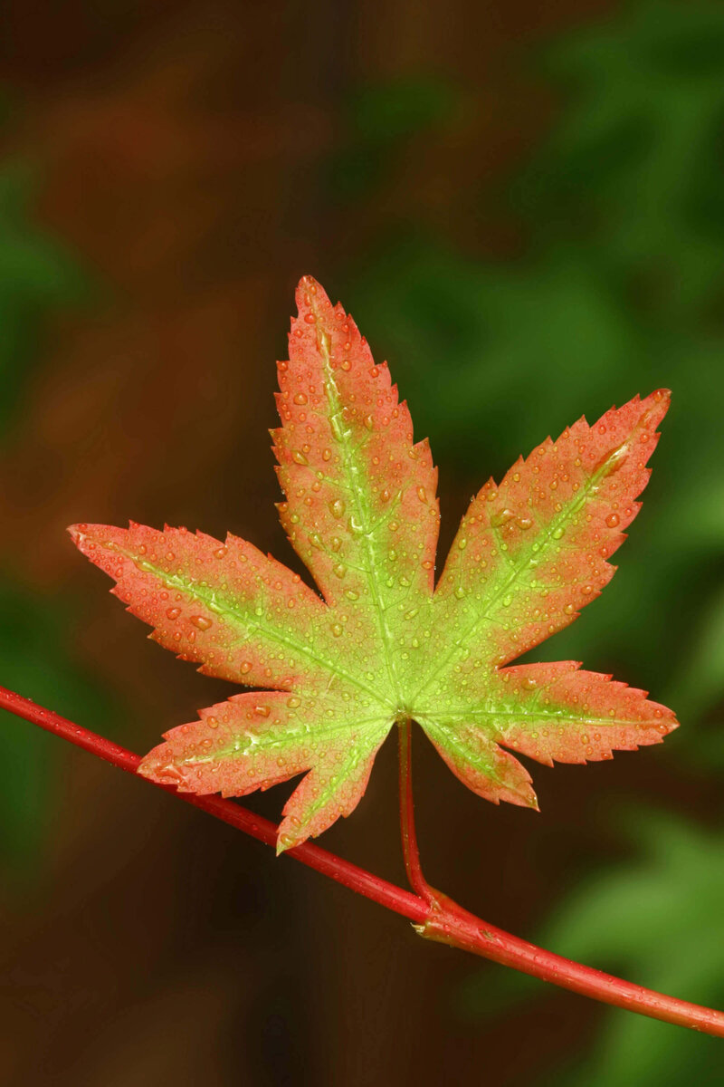 Acer palmatum Sangokaku