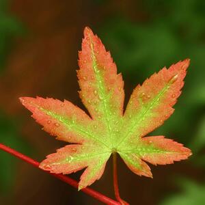 Acer palmatum Sangokaku