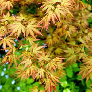 Acer palmatum Sangokaku