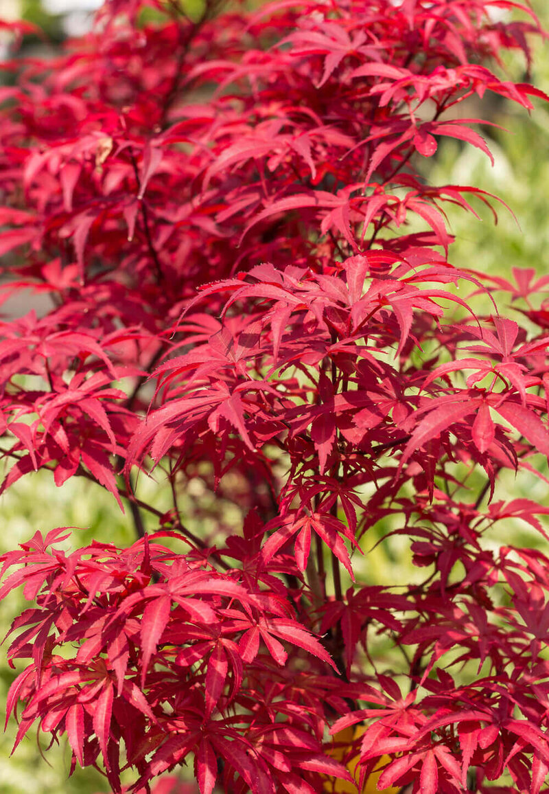 Acer palmatum Skeeters Broom