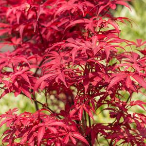 Acer palmatum Skeeters Broom