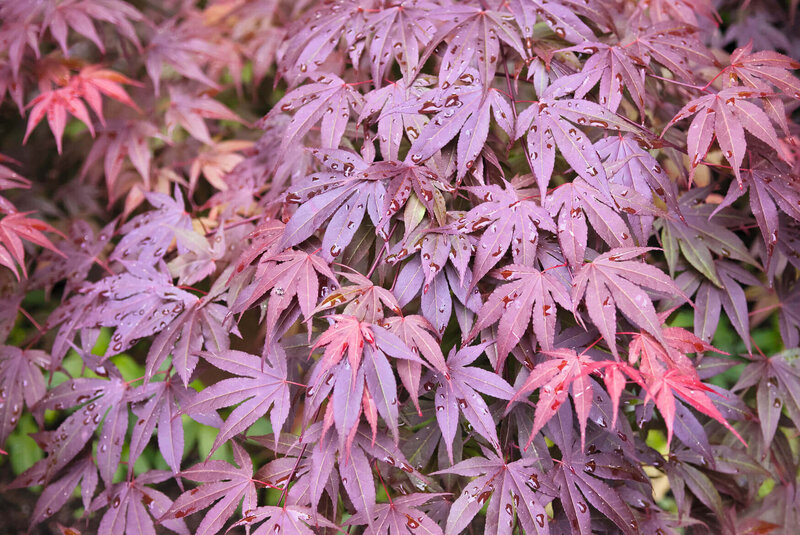 Acer palmatum Shaina