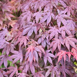 Acer palmatum Shaina