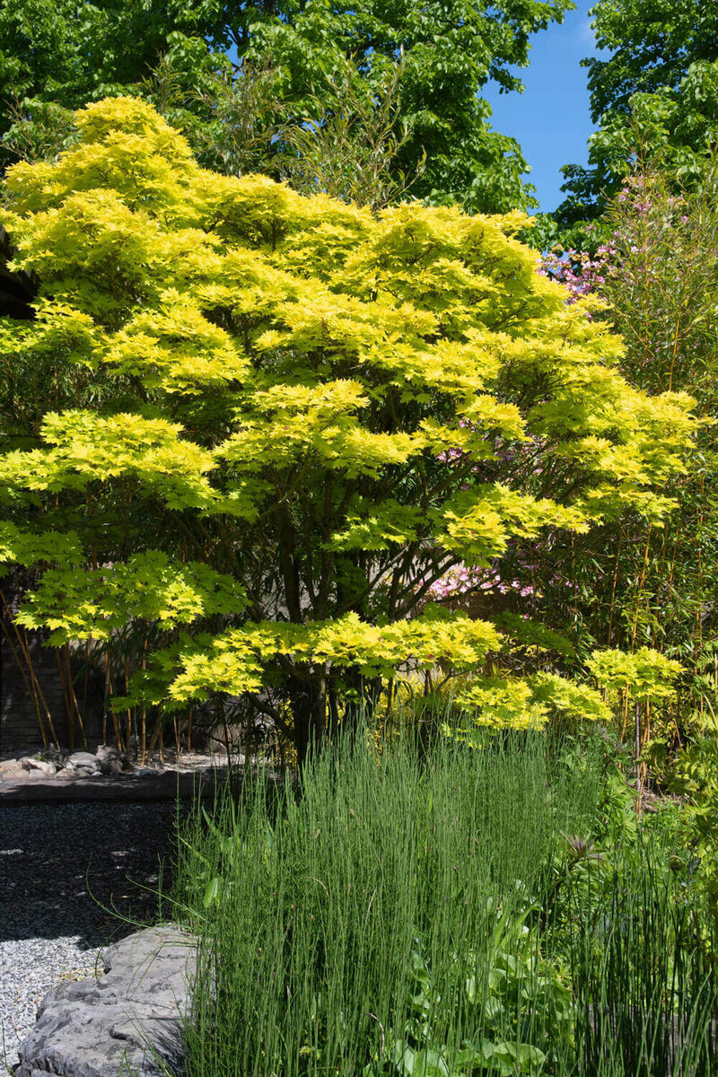 Acer shirasawanum Jordan