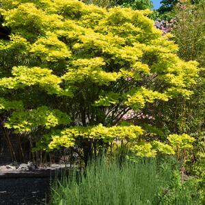 Acer shirasawanum Jordan