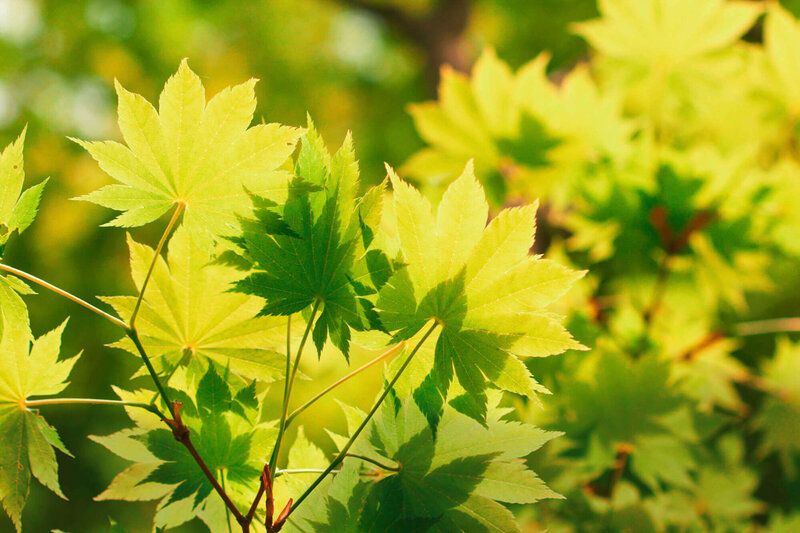Acer shirasawanum Jordan