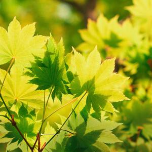 Acer shirasawanum Jordan