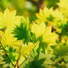 Acer shirasawanum Jordan