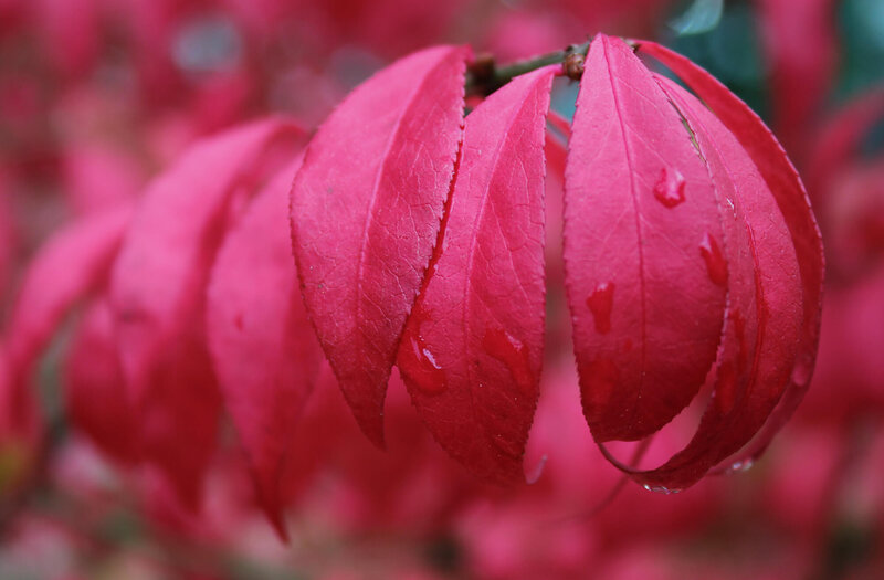 Euonymus alatus