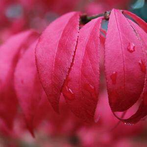 Euonymus alatus