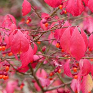 Euonymus alatus