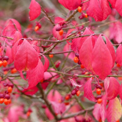 Euonymus alatus