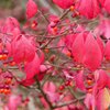 Euonymus alatus