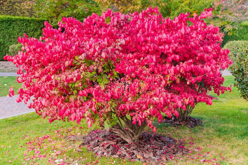 Euonymus alatus