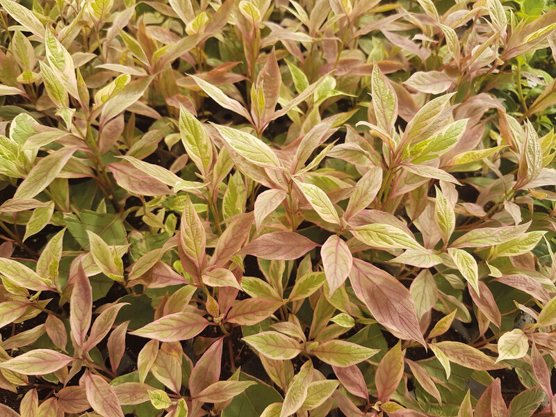 Cornus alba Miracle