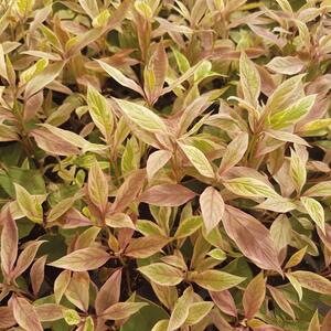 Cornus alba Miracle