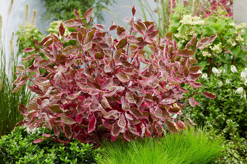 Cornus alba Miracle