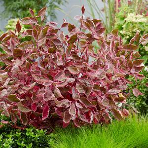Cornus alba Miracle