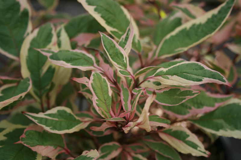 Cornus alba Miracle