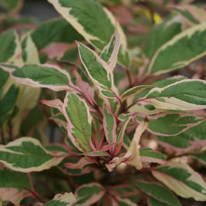 Cornus alba Miracle