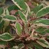 Cornus alba Miracle
