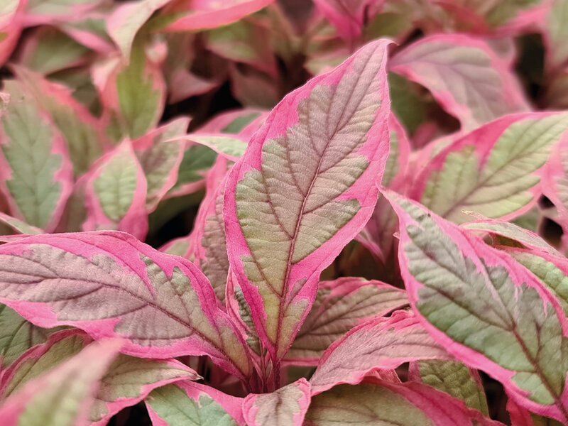 Cornus alba Miracle