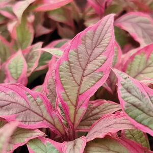 Cornus alba Miracle