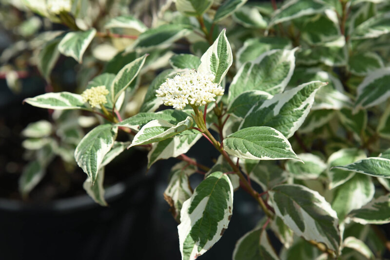 Cornus alba 'Sibirica Variegata'