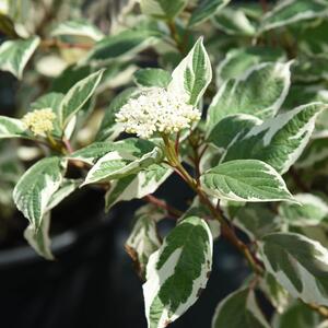 Cornus alba 'Sibirica Variegata'