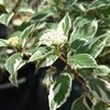 Cornus alba 'Sibirica Variegata'