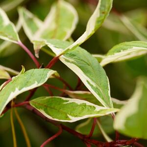 Cornus alba 'Sibirica Variegata'