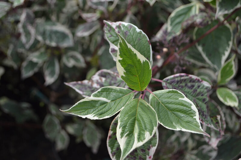 Cornus alba 'Sibirica Variegata'