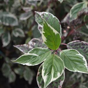 Cornus alba 'Sibirica Variegata'