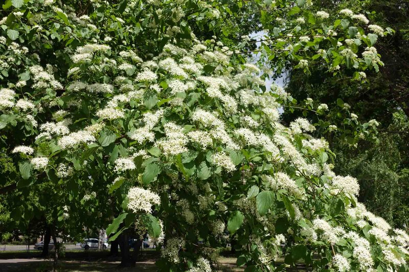 Cornus sanguinea