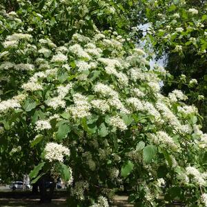 Cornus sanguinea