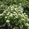 Cornus sanguinea