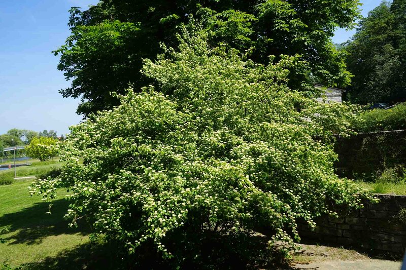 Cornus sanguinea