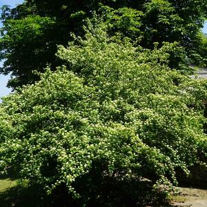 Cornus sanguinea