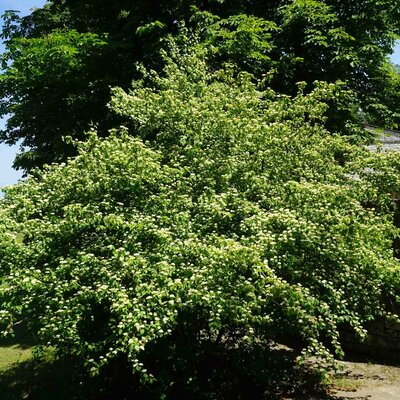 Cornus sanguinea