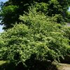 Cornus sanguinea