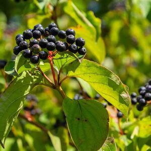 Cornus sanguinea