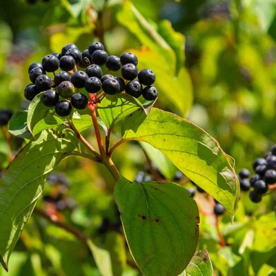 Cornus sanguinea
