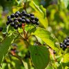 Cornus sanguinea