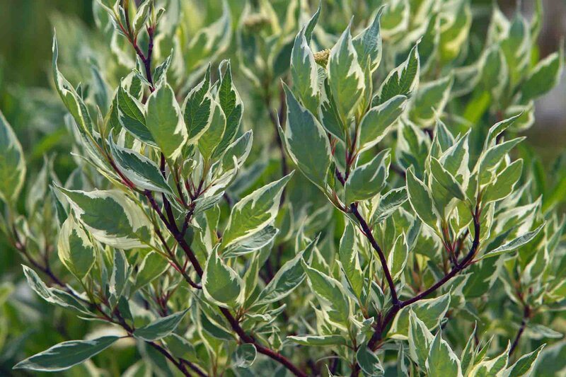 Cornus alba 'Elegantissima'