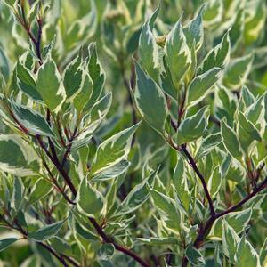 Cornus alba 'Elegantissima'