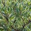 Cornus alba 'Elegantissima'