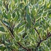 Cornus alba 'Elegantissima'